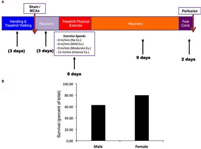 Sex-Dependent Differences in Physical Exercise-Mediated Cognitive Recovery Following Middle Cerebral Artery Occlusion in Aged Rats